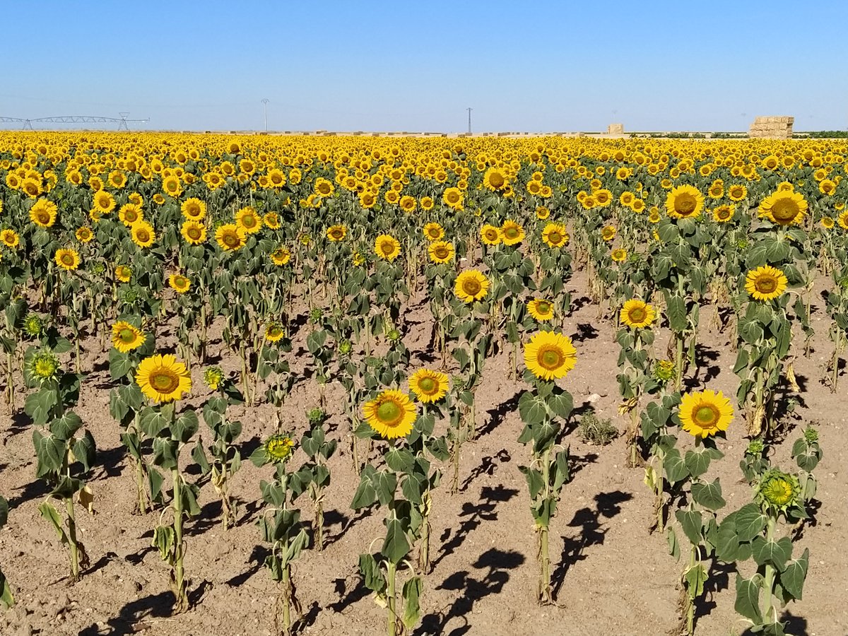 AquilaNatura's tweet photo. ¡Ah, girasol! girasol! Hastiado del tiempo,
contesta las pisadas del sol,
y buscaste aquel clima dulce y adorado
donde concluye el rumbo del viajero.
(William Blake)
#girasoles🌻 #Forfoleda #naturalezaenverano https://t.co/5vKHwoLLJm