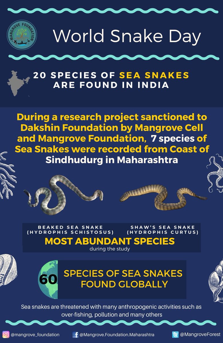 MangroveForest's tweet photo. World Snake Day
16 July

During a research project sanctioned to Dakshin Foundation by Mangrove Cell &amp; Mangrove Foundation, 7 species of Sea Snakes were recorded from Coast of Sindhudurg in Maharashtra

@vrtiwari1 @NeenuSomaraj @MahaForest @jayotibanerjee @MahaDGIPR @dakshin_seas https://t.co/Lm1v0JKw2Y