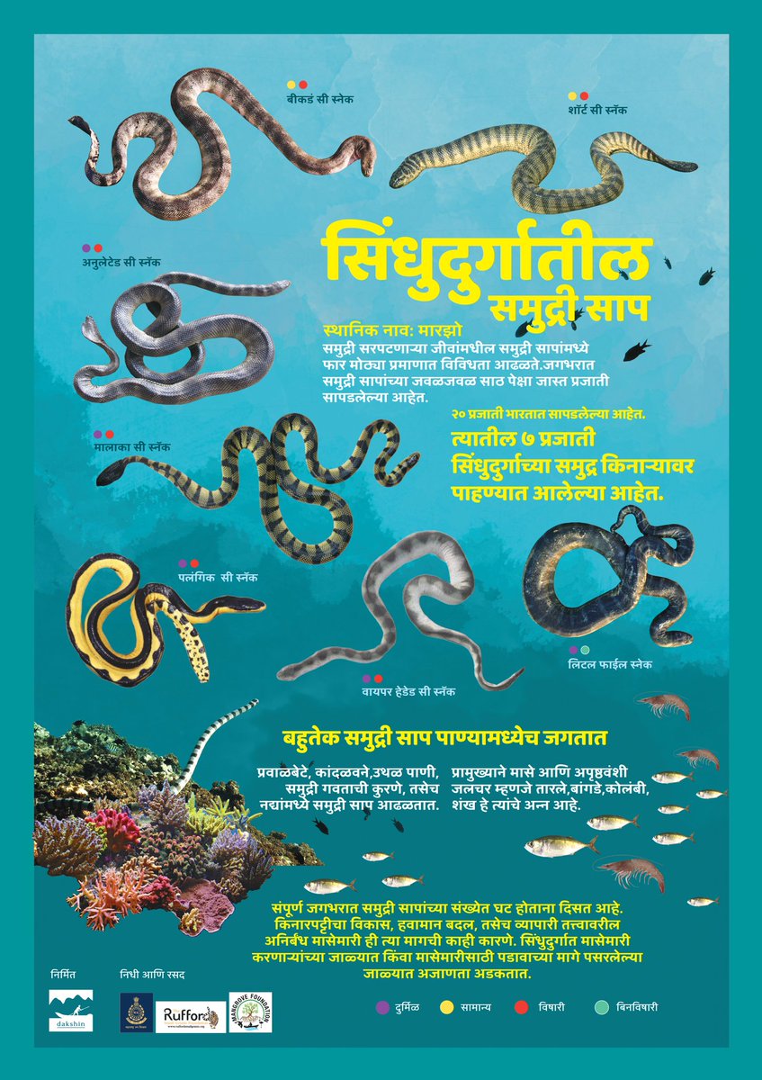 MangroveForest's tweet photo. World Snake Day
16 July

During a research project sanctioned to Dakshin Foundation by Mangrove Cell &amp; Mangrove Foundation, 7 species of Sea Snakes were recorded from Coast of Sindhudurg in Maharashtra

@vrtiwari1 @NeenuSomaraj @MahaForest @jayotibanerjee @MahaDGIPR @dakshin_seas https://t.co/Lm1v0JKw2Y
