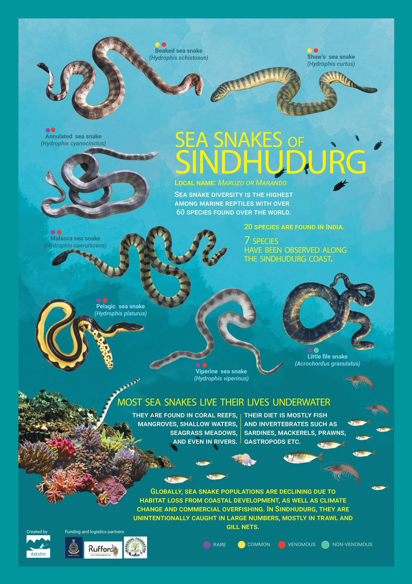 MangroveForest's tweet photo. World Snake Day
16 July

During a research project sanctioned to Dakshin Foundation by Mangrove Cell &amp; Mangrove Foundation, 7 species of Sea Snakes were recorded from Coast of Sindhudurg in Maharashtra

@vrtiwari1 @NeenuSomaraj @MahaForest @jayotibanerjee @MahaDGIPR @dakshin_seas https://t.co/Lm1v0JKw2Y