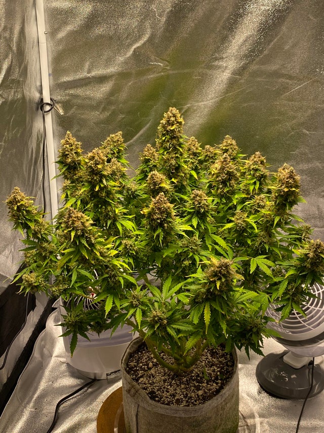 * Weed Porn * Northern Lights #WeedLife #420Life #StonerFam