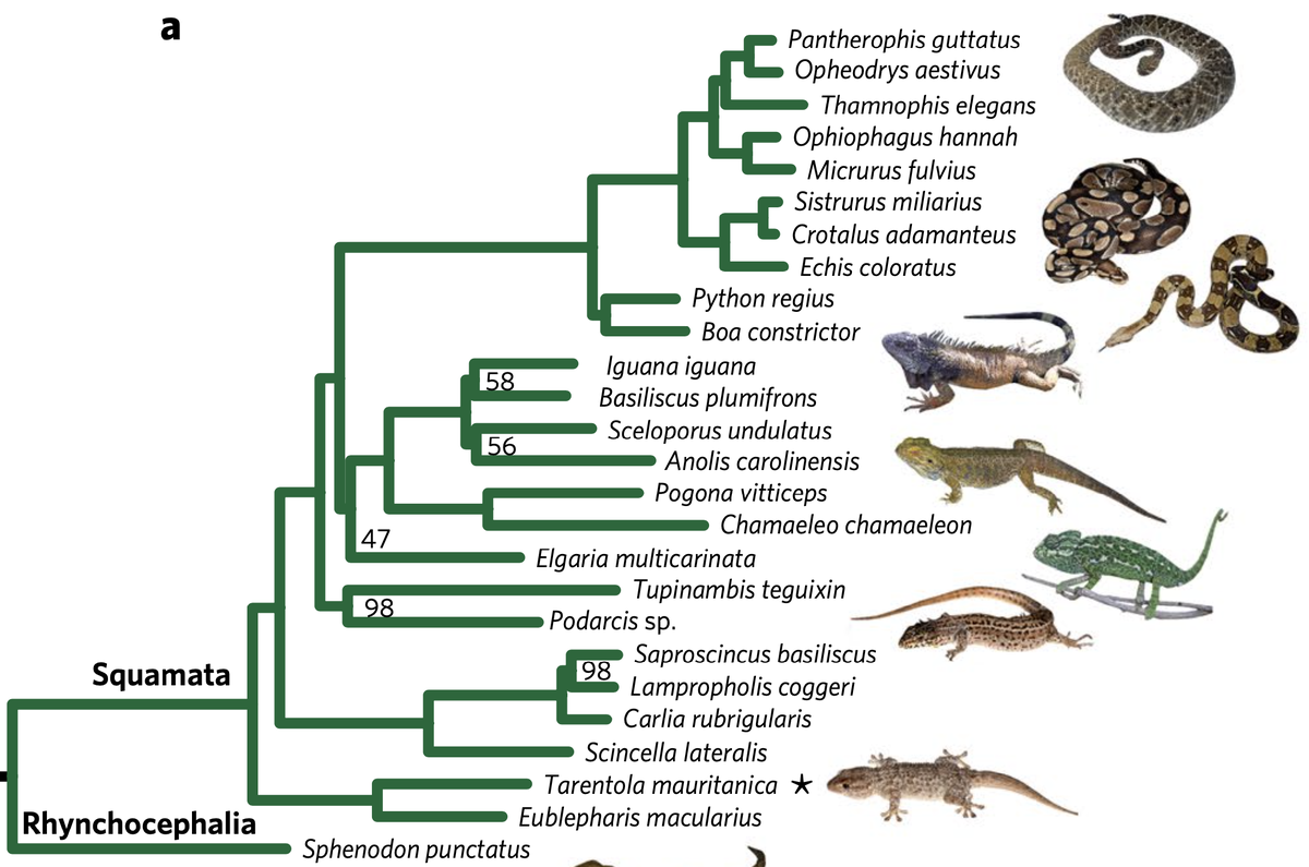 تويتر Andrew J Crawford على تويتر Today Is Worldsnakeday And I Ve Been Meaning To Ask If Reptiles W O Birds Ie Are Non Avian Reptiles Then Extant Lizards Without Snakes Should Be