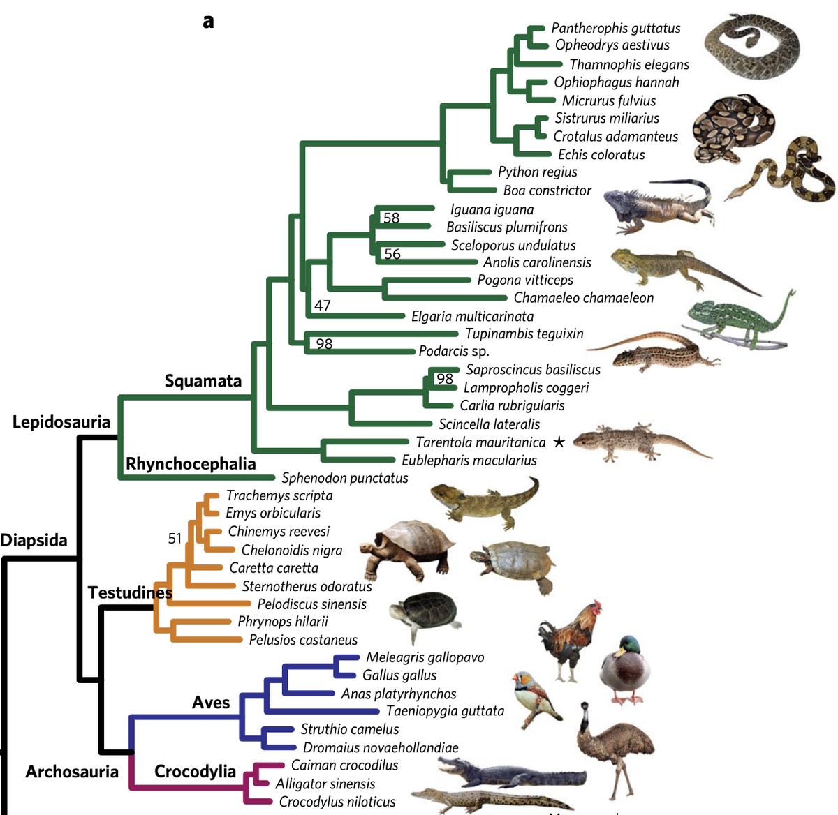 تويتر Andrew J Crawford على تويتر Today Is Worldsnakeday And I Ve Been Meaning To Ask If Reptiles W O Birds Ie Are Non Avian Reptiles Then Extant Lizards Without Snakes Should Be