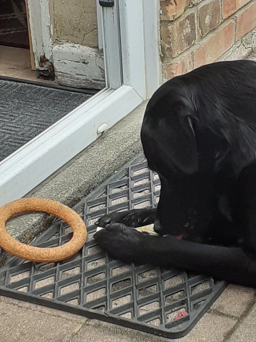 FurbabyPrince's tweet photo. I'm I'm having a good chew session this morning before I go out to #K9rec with my mate's #mickeyandruby or M&R for short piccies later pals👍 https://t.co/EiC2JFsvFv