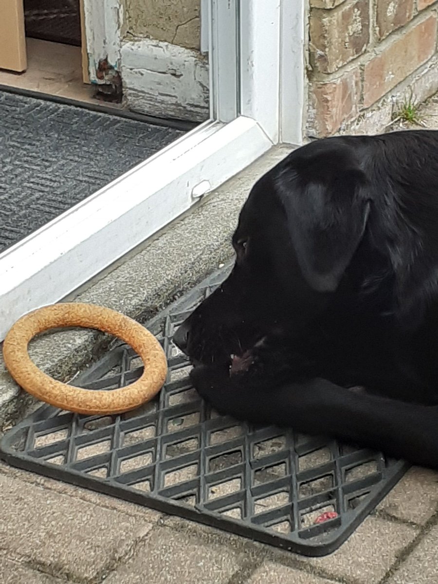 FurbabyPrince's tweet photo. I'm I'm having a good chew session this morning before I go out to #K9rec with my mate's #mickeyandruby or M&R for short piccies later pals👍 https://t.co/EiC2JFsvFv