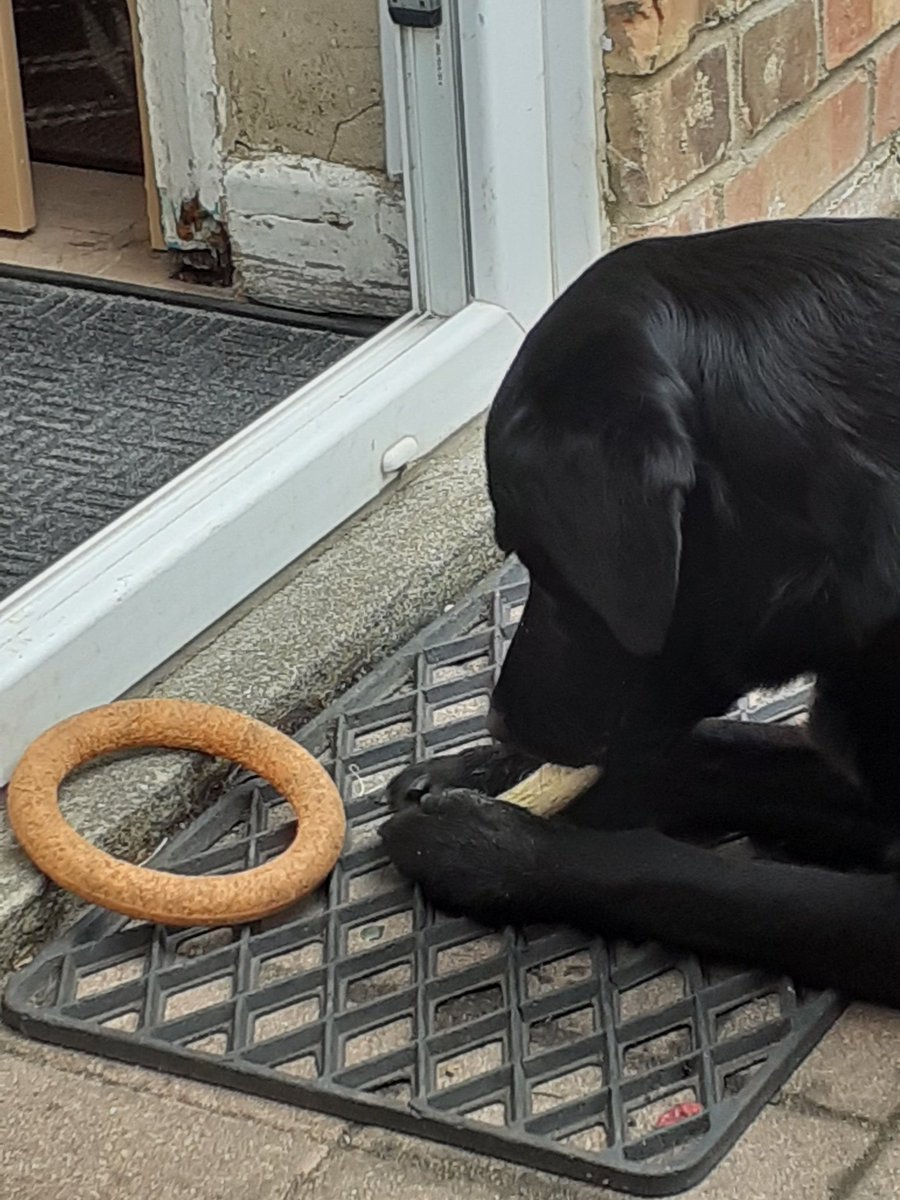 FurbabyPrince's tweet photo. I'm I'm having a good chew session this morning before I go out to #K9rec with my mate's #mickeyandruby or M&R for short piccies later pals👍 https://t.co/EiC2JFsvFv