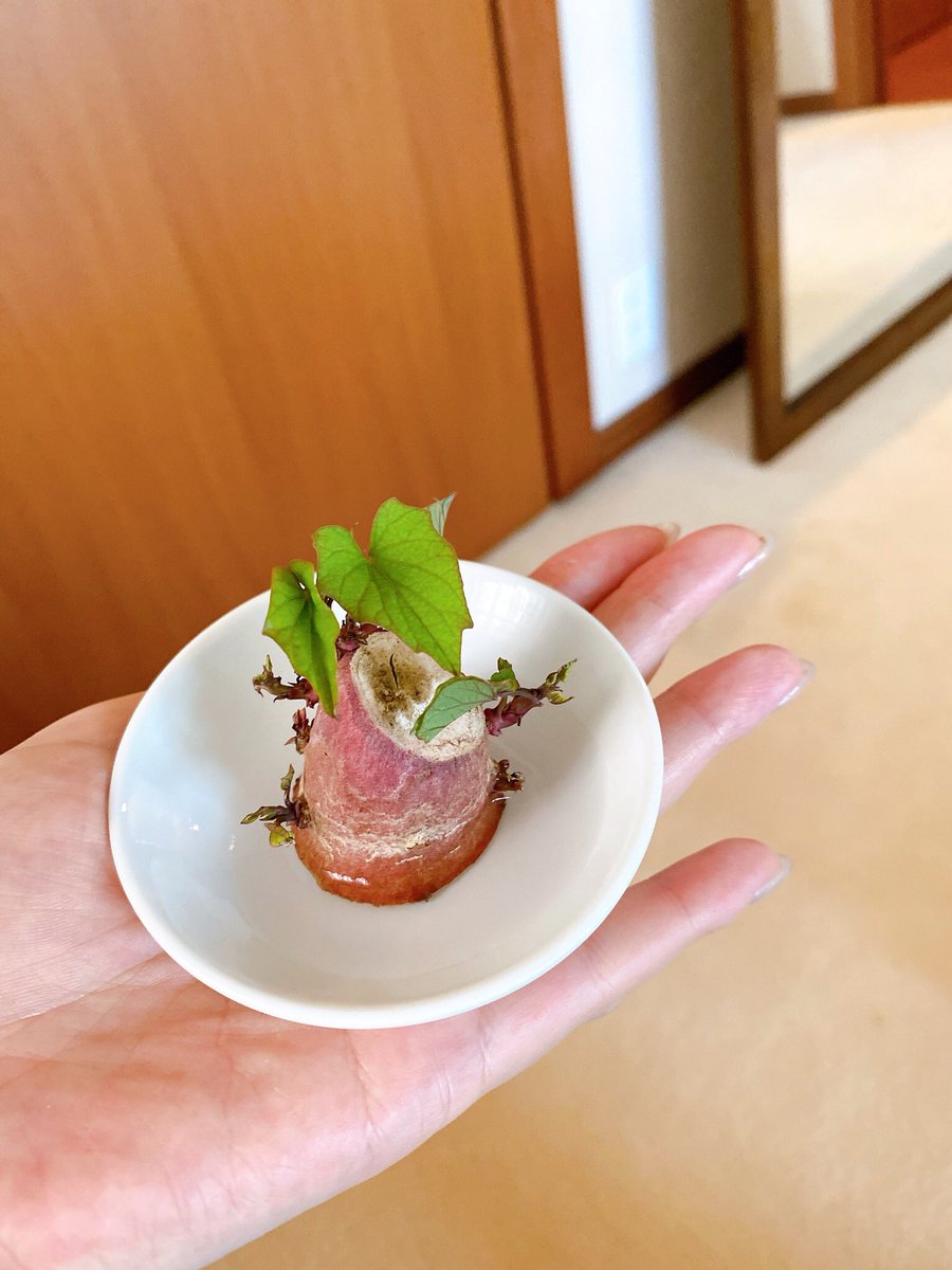 藤井リナ tweet media