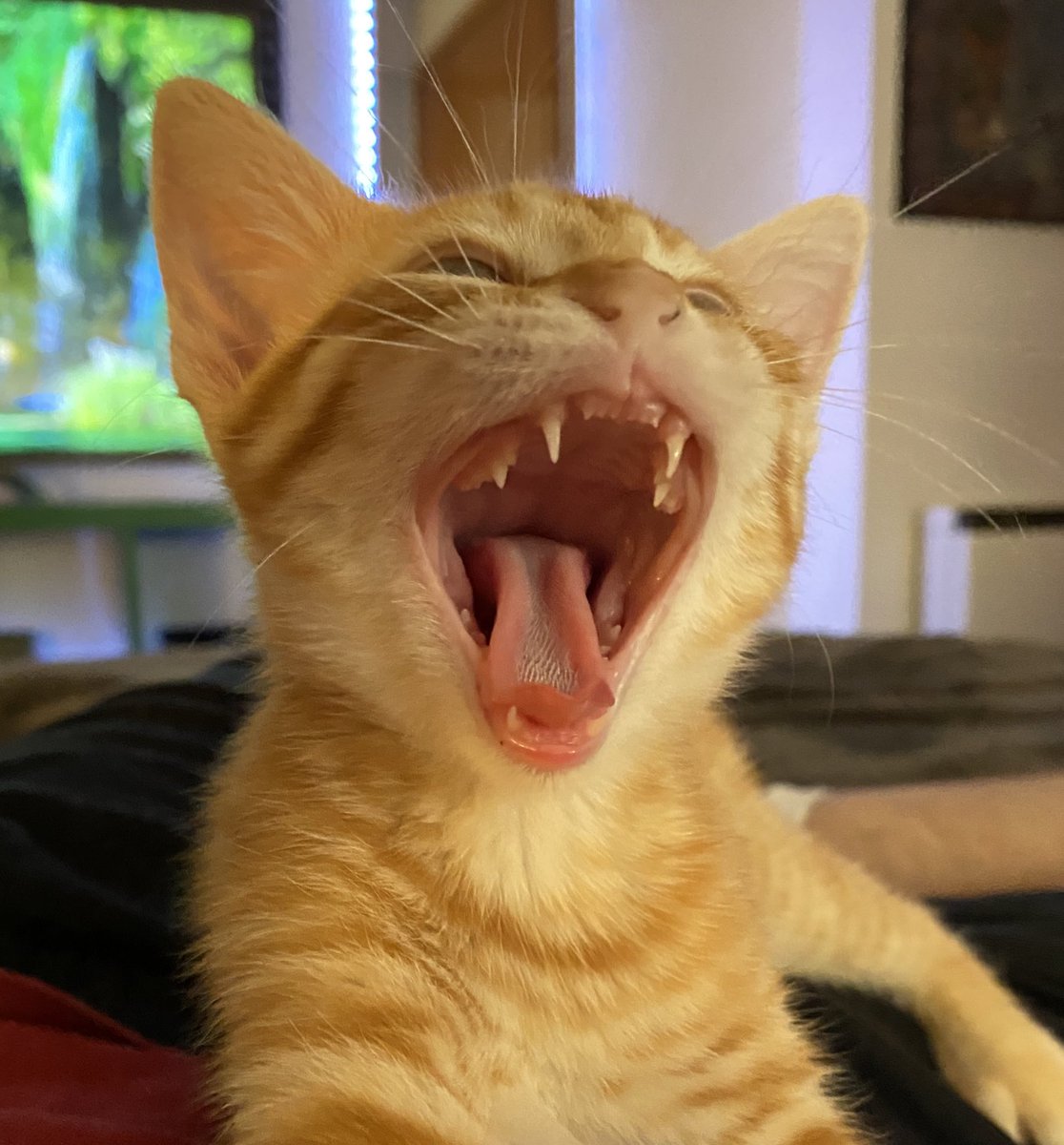 Memes Gato Riendose