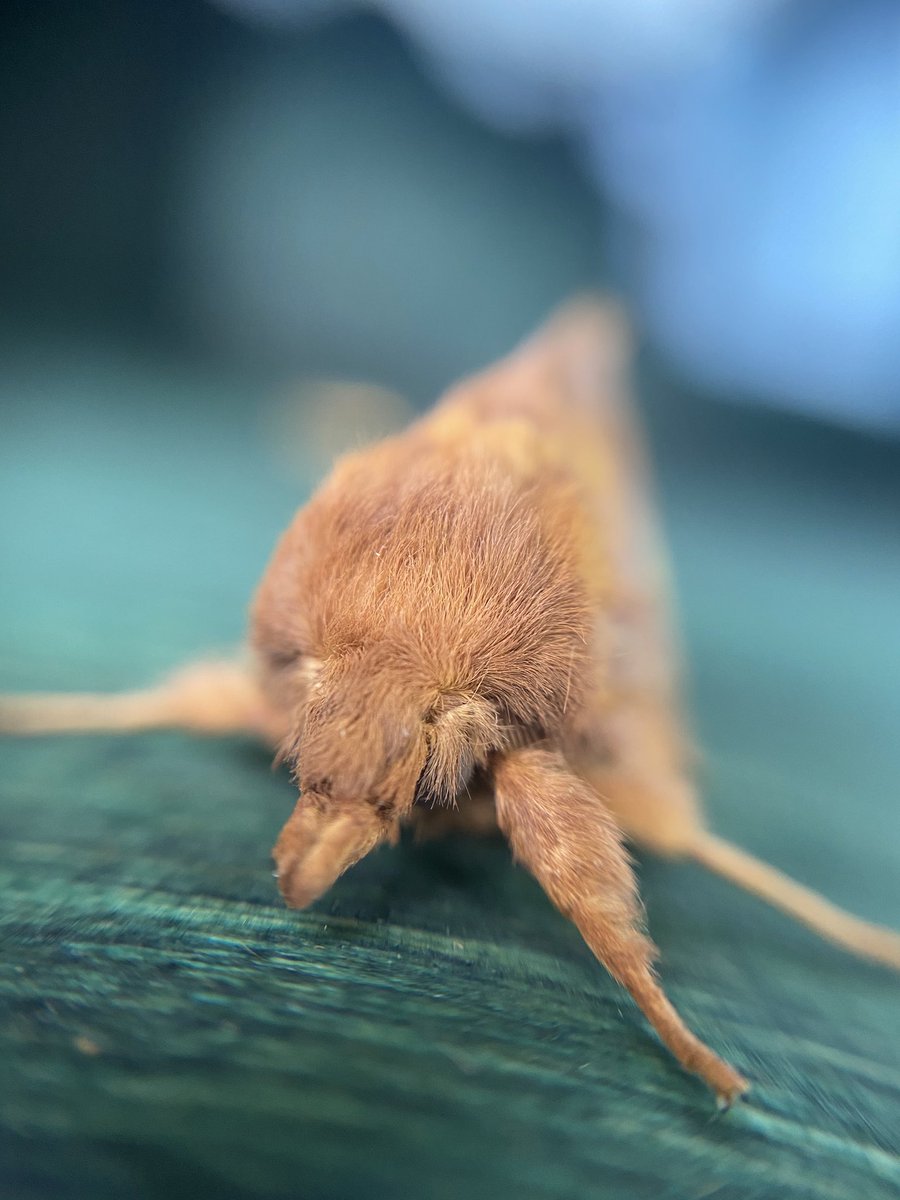 bernoid's tweet photo. Another first for the #mothtrap - Drinker #Euthrixpotatoria #teammoth #devon #devonmoths #moth #drinkermoth https://t.co/DisqhOZAiY