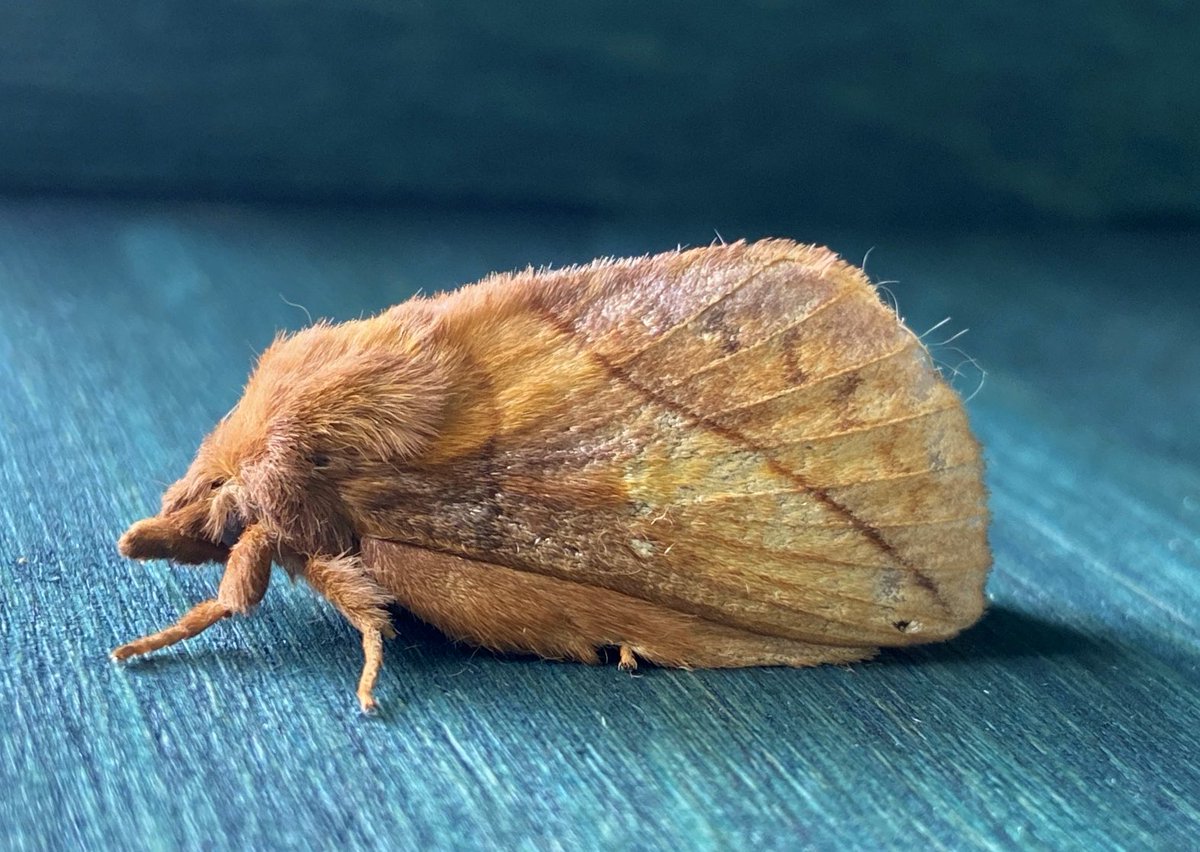 bernoid's tweet photo. Another first for the #mothtrap - Drinker #Euthrixpotatoria #teammoth #devon #devonmoths #moth #drinkermoth https://t.co/DisqhOZAiY
