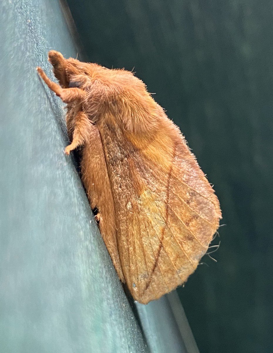 bernoid's tweet photo. Another first for the #mothtrap - Drinker #Euthrixpotatoria #teammoth #devon #devonmoths #moth #drinkermoth https://t.co/DisqhOZAiY
