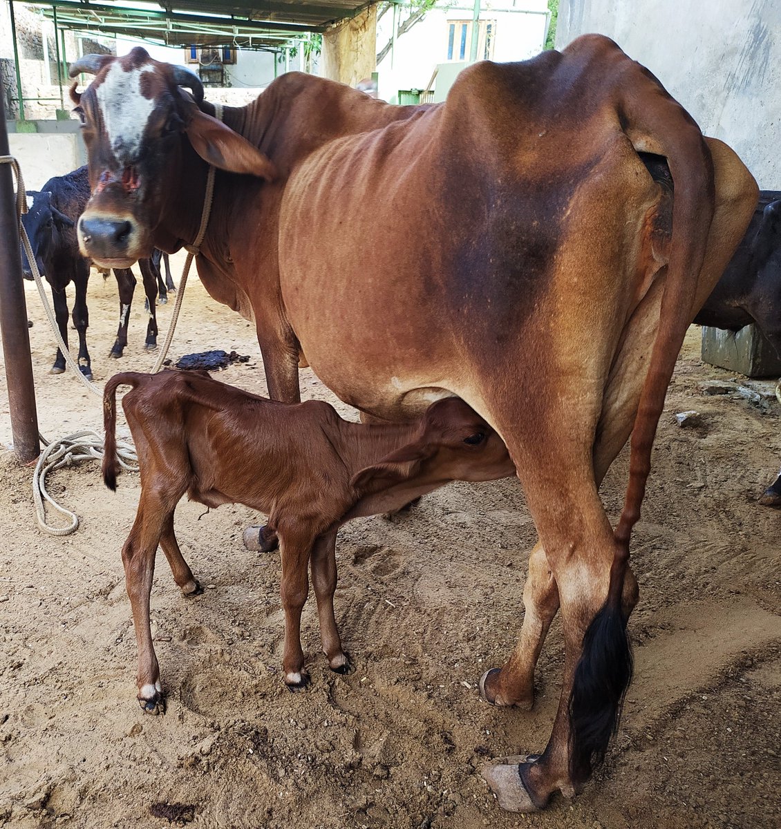 TOLFAcharity's tweet photo. SALLY DOES IT AGAIN!

This calf was sadly orphaned early in life but our self-volunteered foster Mum Sally has taken him under her horns 🐂💙

He receives supplemental bottle feeds from our nurturing team, but the love, comfort &amp; teachings he receives from Sally are vital #TOLFA https://t.co/DjgXPgr0Io