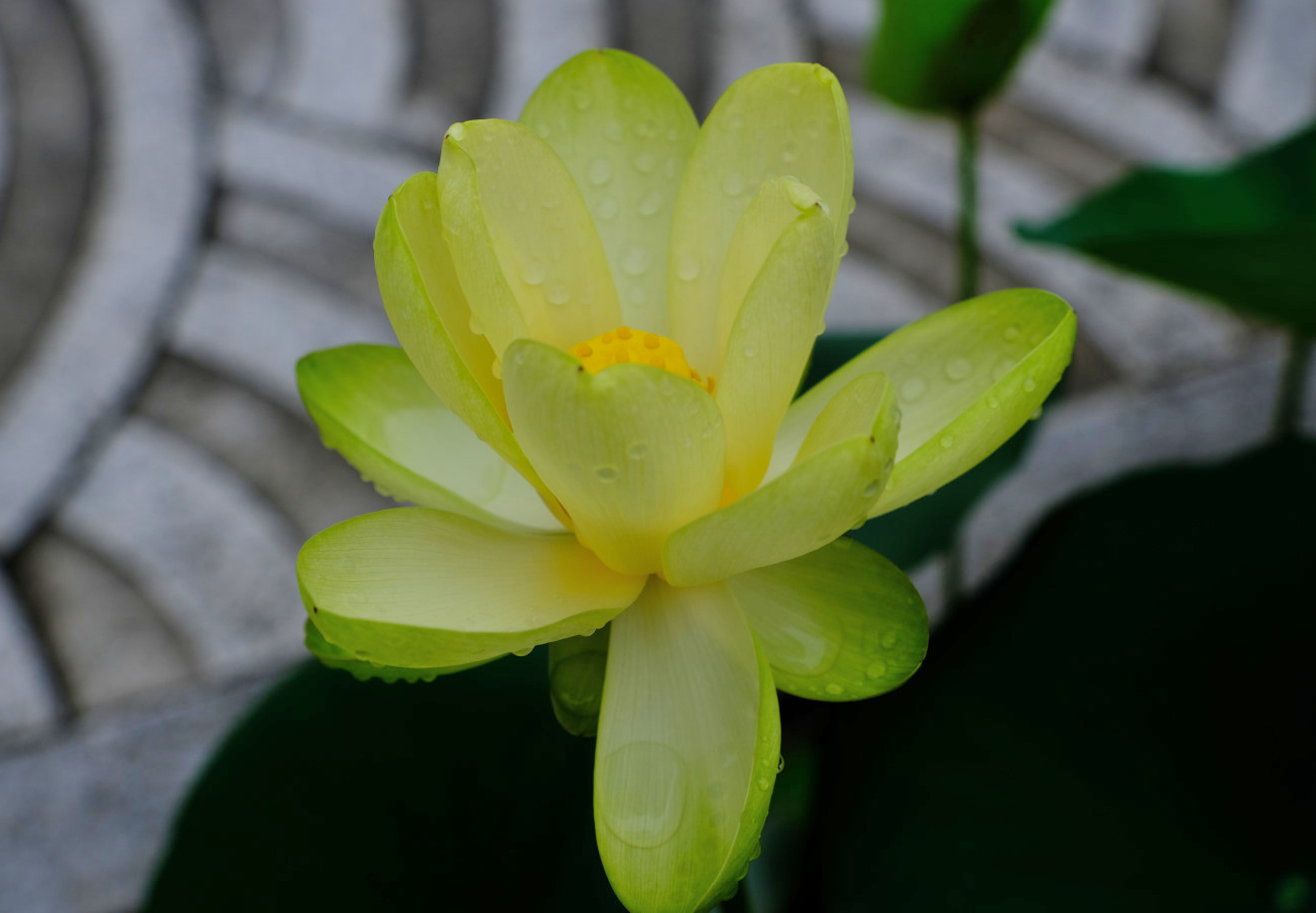 Nozomi いろいろな 蓮 ハス も種類が多いですね 仏像がのっている蓮華座は 蓮の花をかたどっています 雨上がりの 蓮たち １枚目 大賀蓮 ２枚目 青菱紅蓮 ３枚目 バージニアゴールド ４枚目 蜀紅蓮 花写真 花が好き キリトリセカイ