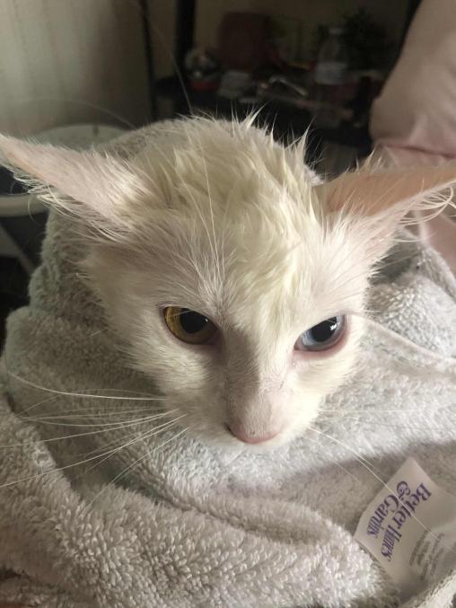 LUNE SUPREMACY tweet media