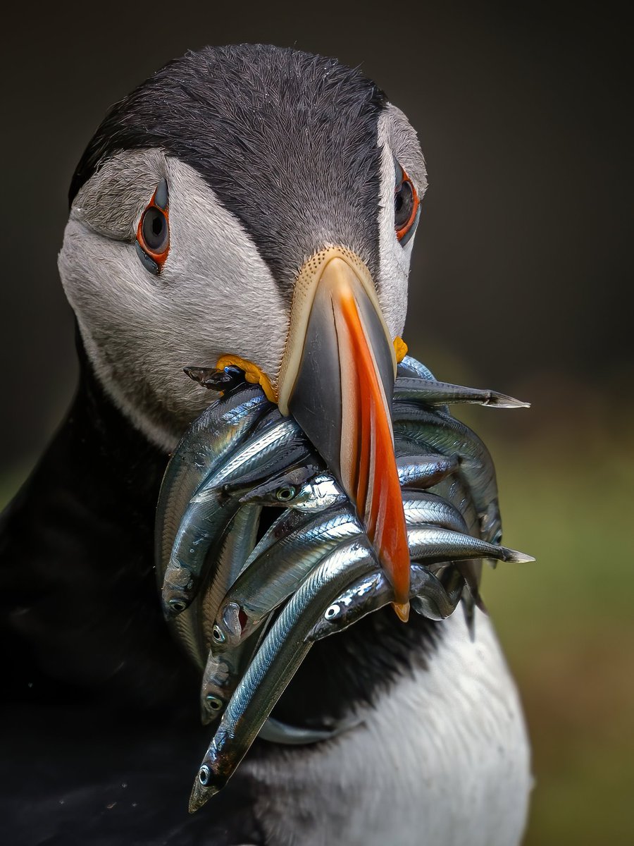TourismIreland's tweet photo. I was nowhere near the seafood platter, HONEST! 🤣@wildaboutIRL #FillYourHeartWithIreland https://t.co/i3p1dP1n1Q