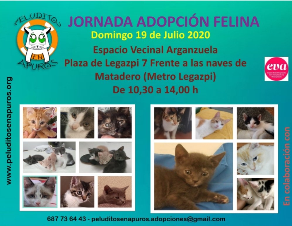 ¿ Estás pensando en ampliar la familia ?
El próximo domingo te esperamos en nuestro salón de adopción #AdoptaNoCompres #Adopcion #adopcionresponsable #ponungatoentuvida #gatos #madrid #peluditosenapuros