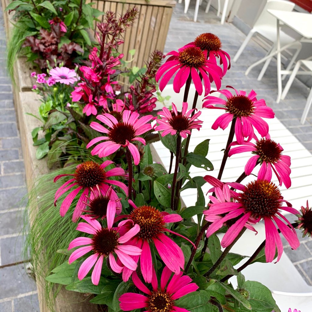 FleurLies's tweet photo. Bij Bakkerij DeCock kun je niet alleen genieten van zoete lekkernijen en vers brood 🥐🥖 maar ook van de frisse, roze beplanting die wij voor hen gedaan hebben 🌸🌷 Enjoy!
.
#fleurdelies #b2b #project #bakkerijdecock #echinacea #osteopspermum #anjer #pink https://t.co/HG1yg5rkBm