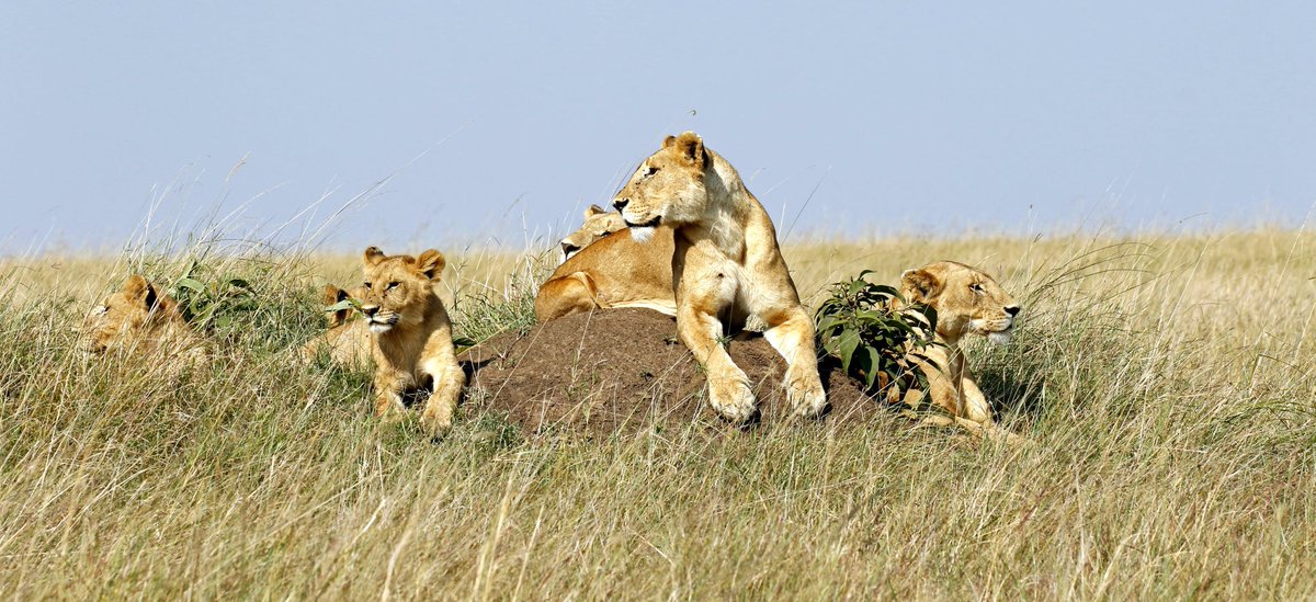 Some stunning photos of the Masia Mara taken by Patrick Reynolds/<a href="/governorscamps/">Governors' Camp Collection</a> 

classicsafariafrica.com/kenya/governor…

#Kenya #masaimara #Safari #Wildlife #WildlifeSafari #Travel #Africa #AfricaTravel #AfricaSafari