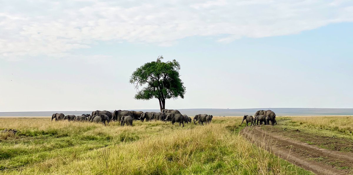 ClassicSafari's tweet photo. Some stunning photos of the Masia Mara taken by Patrick Reynolds/@governorscamps 

https://t.co/kh1TDGalXs

#Kenya #masaimara #Safari #Wildlife #WildlifeSafari #Travel #Africa #AfricaTravel #AfricaSafari https://t.co/eH4FAWdRZw