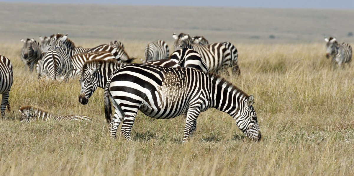 ClassicSafari's tweet photo. Some stunning photos of the Masia Mara taken by Patrick Reynolds/@governorscamps 

https://t.co/kh1TDGalXs

#Kenya #masaimara #Safari #Wildlife #WildlifeSafari #Travel #Africa #AfricaTravel #AfricaSafari https://t.co/eH4FAWdRZw