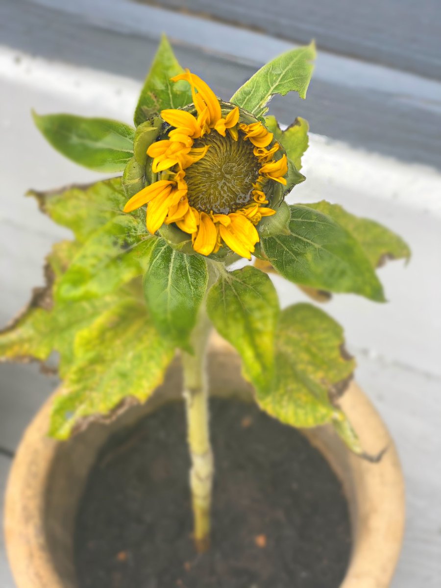 casey_watson93's tweet photo. Look what we noticed this morning!! Sonny’s sunflower that he was given to by his teacher to look after when he had to leave school in March at the start of lockdown, has popped out! Sonny is so pleased!!🌻 @MissBennett22 @mesne_lea https://t.co/FtoPqG2yQs