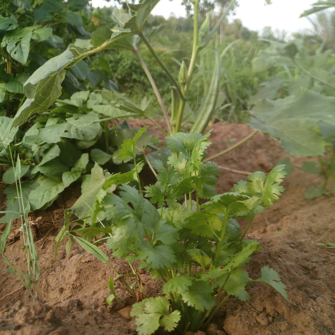 thamfarmltd's tweet photo. @mkulimayoung @DanielNgotho_ @patrickkuyokwa @FreshRafiki @gkkamarei @ezrashedracks @AgricultureData @ChebbyWinnie @JesseKenya @rodgers_kirwa @Mashaliah https://t.co/Cpg0V2e1hV