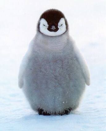Atrocks94Amit's tweet photo. Few pictures of 
#BabyPenguin https://t.co/jLlX9u6DpJ