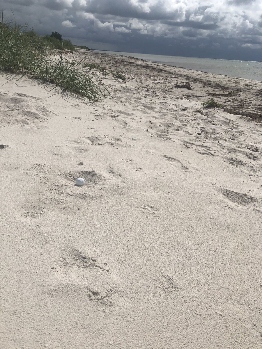 j_olavi's tweet photo. Dags att ta tag i miljön igen märker jag! Jag har rensat stranden i Ljunghusen så den kan ni skippa! Bra boll-letarställe utanför Ljunghusens golfbana😉 3 i havet & 1 i bunkern (stranden). Ngn som antar utmaningen & postar resultat på twr? #onlyyour🦶-printsonthebeach https://t.co/jigT1uQvHO