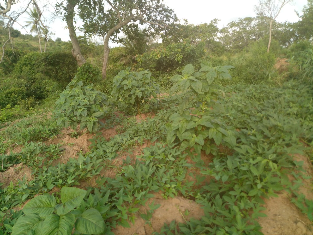 thamfarmltd's tweet photo. This isn't agriculture. This is #ArtiCulture.
#ArtyDoh
#BPFM https://t.co/GbROenxB04