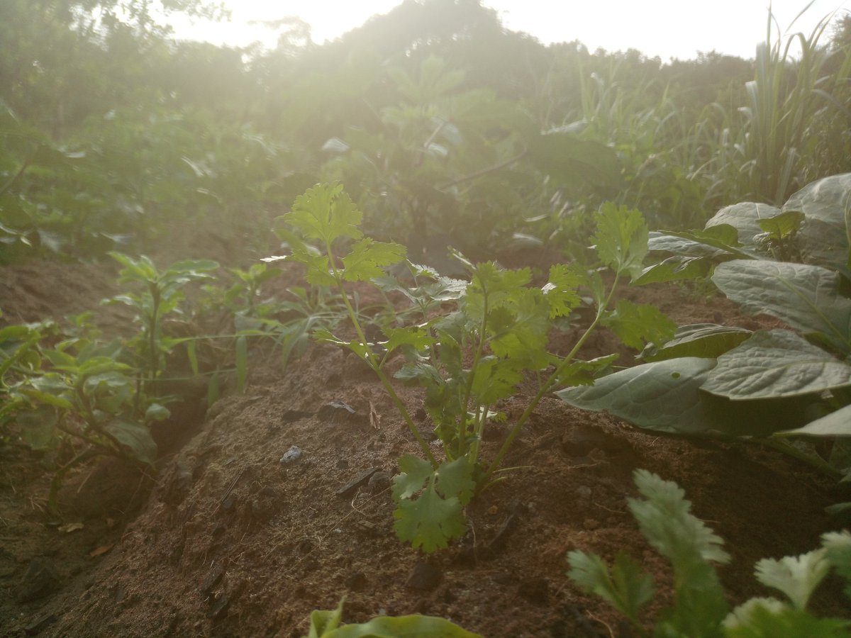 thamfarmltd's tweet photo. This isn't agriculture. This is #ArtiCulture.
#ArtyDoh
#BPFM https://t.co/GbROenxB04