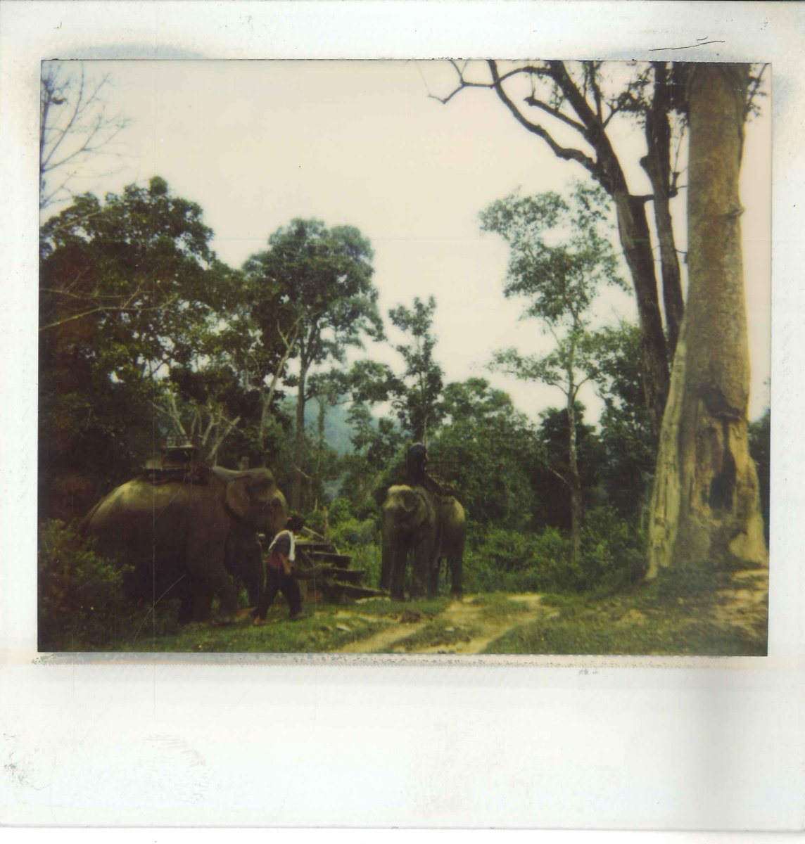 mubi's tweet photo. Polaroids from behind the scenes of Apichatpong Weerasethakul's (@kickthemachine) MYSTERIOUS OBJECT AT NOON, 2000. #bornthisday https://t.co/vBw1vLtc98