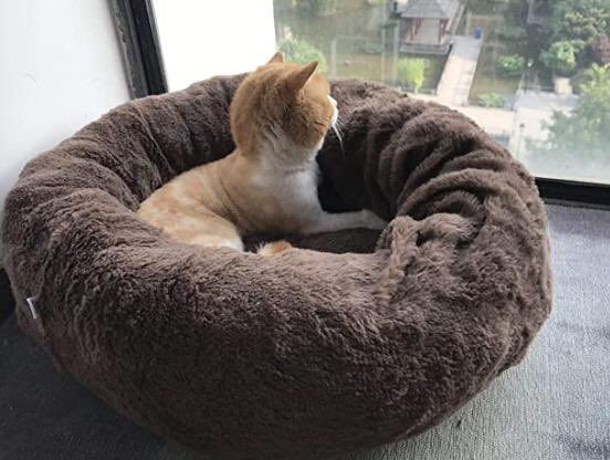 Nina13995118's tweet photo. soft beds for dogs or cats #AmazonReview #amazonfree #amazonfreeproduct #amazonfba #amazonfinds #amazontest #amazonbuyer #amazonprime #amazon_US #AmazonWishList #amazondeals #freeproduct #amazonquiz https://t.co/Ns0n4Fw82x