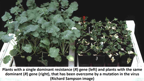 WarwickCrop's tweet photo. Check out the series of articles we're publishing on the @WarwickCrop @WarwickLifeSci web site to mark International Year of Plant Health https://t.co/9kE3QDPTIA #iyph2020 https://t.co/xzrw1tccKz