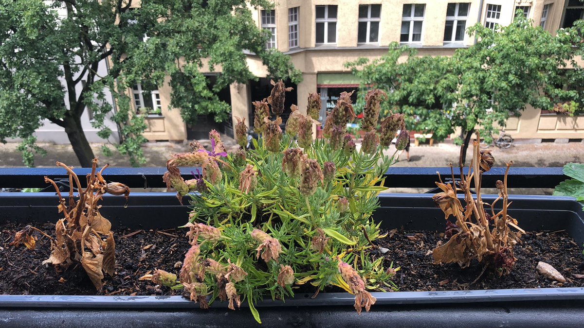 MaximLandau's tweet photo. @jetzt Der Lavendel erholt sich wieder https://t.co/ST9zqCs0Xk