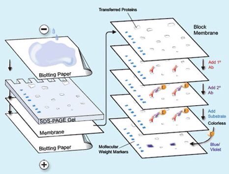 antibodies in northern blot analysis