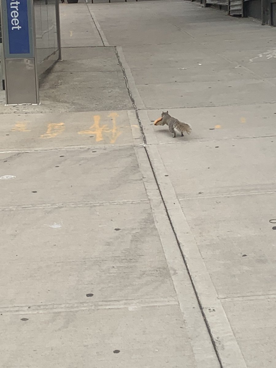 AnneGroell's tweet photo. Pizza Rat is so five years ago. So let’s give it up for...  Bagel Squirrel! https://t.co/exOjMS9KOl