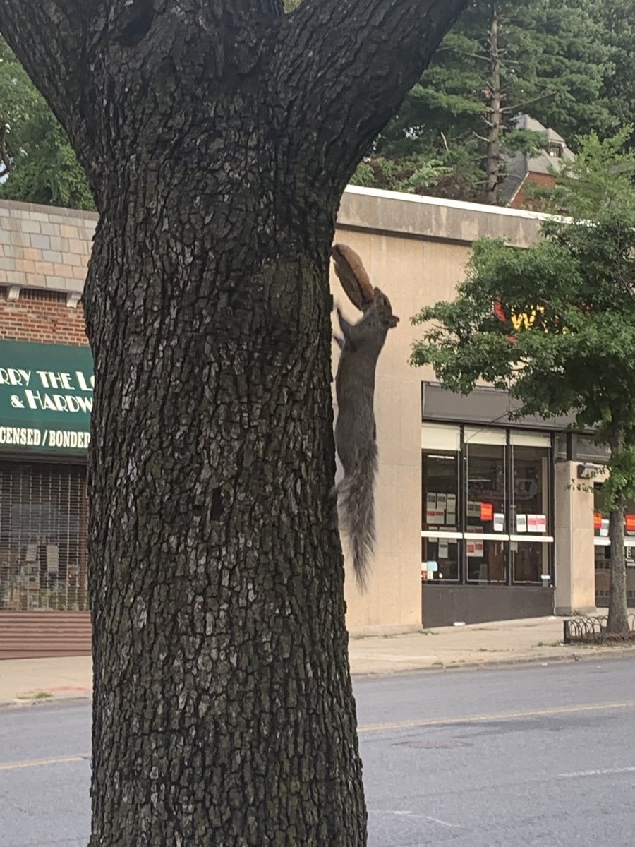 AnneGroell's tweet photo. Pizza Rat is so five years ago. So let’s give it up for...  Bagel Squirrel! https://t.co/exOjMS9KOl