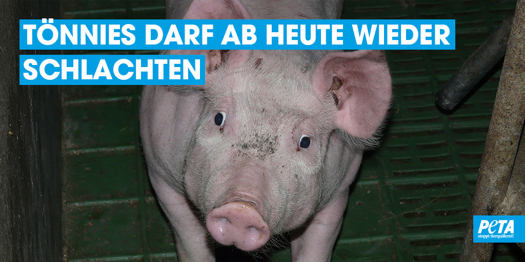PETADeutschland's tweet photo. Traurig, dass #Tönnies ab heute wieder schlachten darf. 
Aber es sollte jedem klar sein, dass das #Töten so lange weitergeht, wie Menschen #Fleisch, #Käse oder #Eier essen.😔 #Govegan
https://t.co/mw98k4GCZb https://t.co/r4bYryhn71