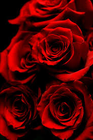 Ritubht's tweet photo. @LahriSunil sir aapne ek din kha tha πππππππππππ
I LIKE ROSE #Rose
πΉπΉπΉπΉπΉπΉπΉπΉπΉπΉπΉπΉπΉ
#This #isforyou πππππππ
isliye Aapke liye Rose ππππππ Aap bhi Rose ki trah khile π
ππππππππ khile Ho #Sunilsir #So #Sweetsir Always #Loveyou π https://t.co/lUcfrPy7lQ
