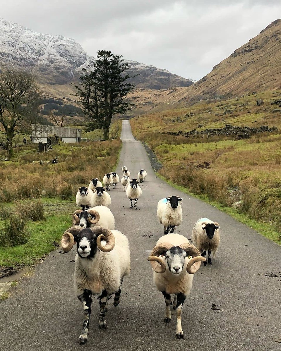 🙄 Another traffic jam... #Scotland style! 😉🐏 #StaySafe 📍 Glen Croe, <a href="/wildaboutargyll/">Wild About Argyll | Scotland’s Adventure Coast</a> 📷 IG/torsdk