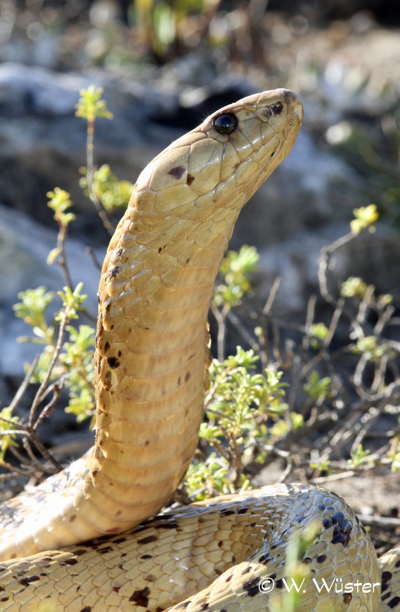 Happy #WorldSnakeDay2020 everyone - time to appreciate our ophidian fellow Earthdwellers.
Here's my favourite snake that I have ever caught: a gorgeous Cape cobra (Naja nivea) from the Western Cape, South Africa