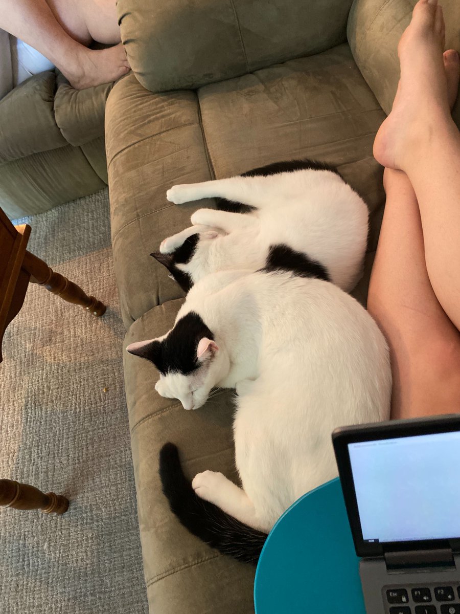 7E_PhD's tweet image. Come join @GradWriteSlack! We achieve our writing goals together while sharing cute pet pics. #WFH #furrycoworkers #FuzzAldrin #MariePurrie