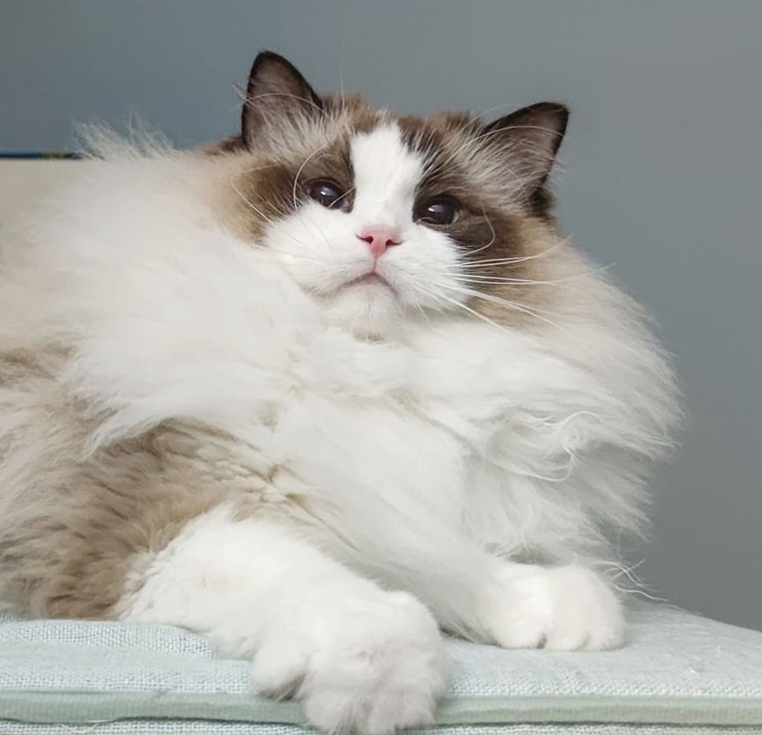 hendery as ragdolls 🐱 tweet media