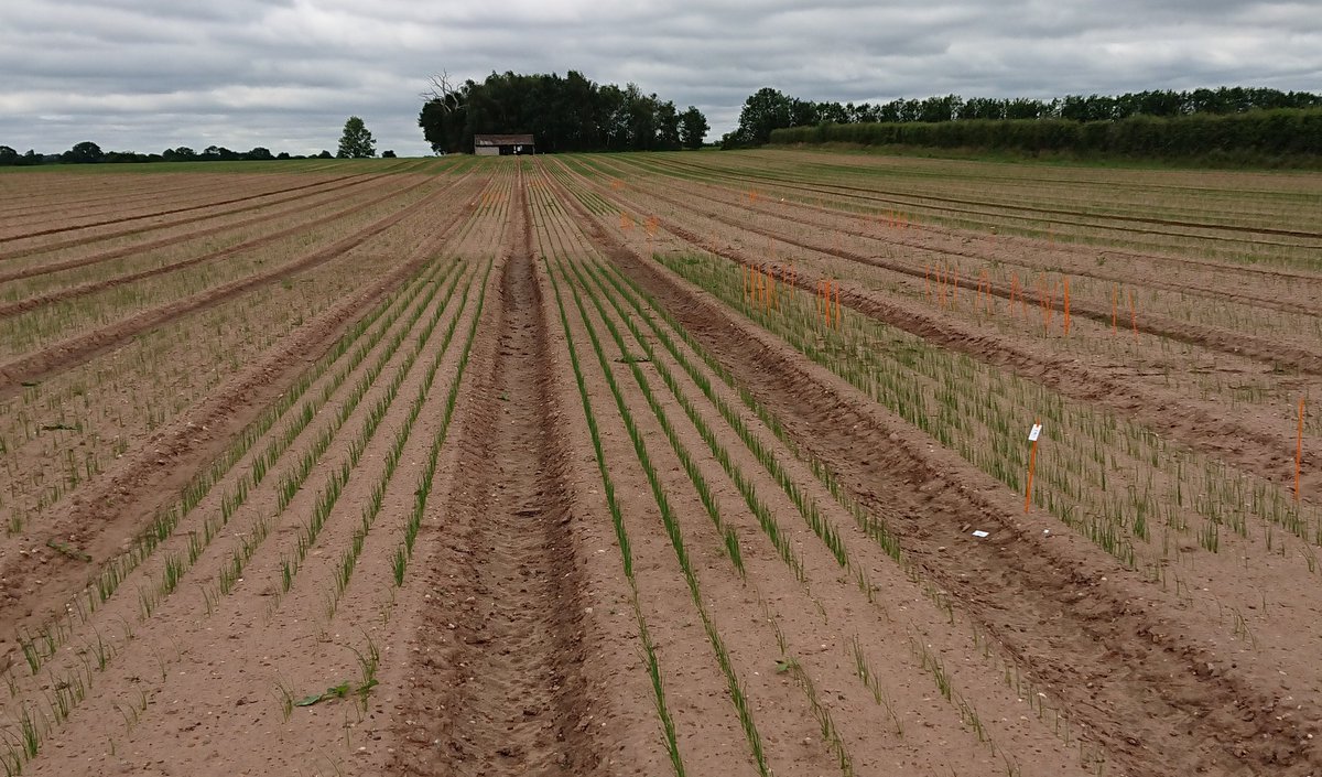 NickKuht's tweet photo. 6-week plant heights recorded. Don't they grow up so fast! Great to see some clear differences between plots sown at varying depths, looking forward to see how it develops https://t.co/ZdsS3GwsH6