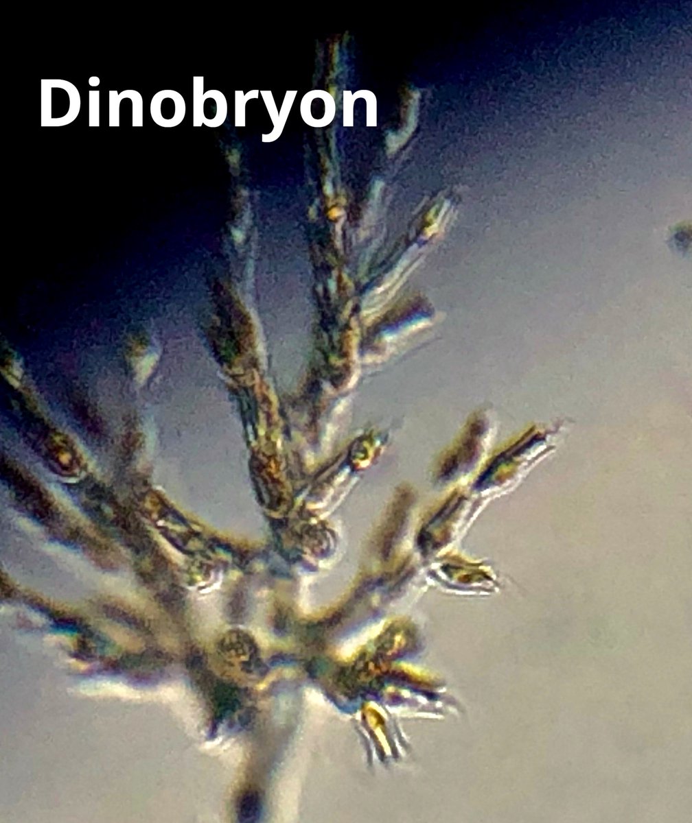 PhycoTechInc's tweet photo. Hess Lake, our next SW Michigan Lake featured during #LakesAppreciation Month!  Hess Lake is in Baroda Township and is 29 acres.  It's a great little lake with awesome weed beds, lots of macroinvertebrates, and of course, #supercoolalgae! https://t.co/Zlh2BMhTTk