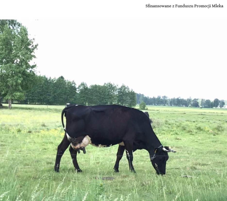 Polska - kraj zielonej produkcji mleka 🐄🥛🌲 ow.ly/ejv150AyNfN @PolskaIzbaMleka #mleczneskarby polishmilk #polishcheese #polandtastesgood #mleczneskarby #onlinecooking