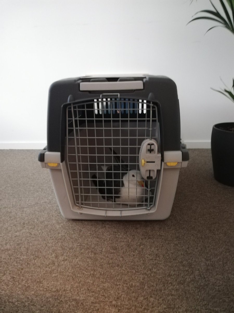 Vandaag liep deze knappe vogel met een gebroken vleugel op de parkeerplaats bij <a href="/KonVisio/">Koninklijke Visio</a>. Bedankt <a href="/DierenAmsterdam/">Dierenambulance Amsterdam</a> voor het ophalen en helpen! 💪🏻