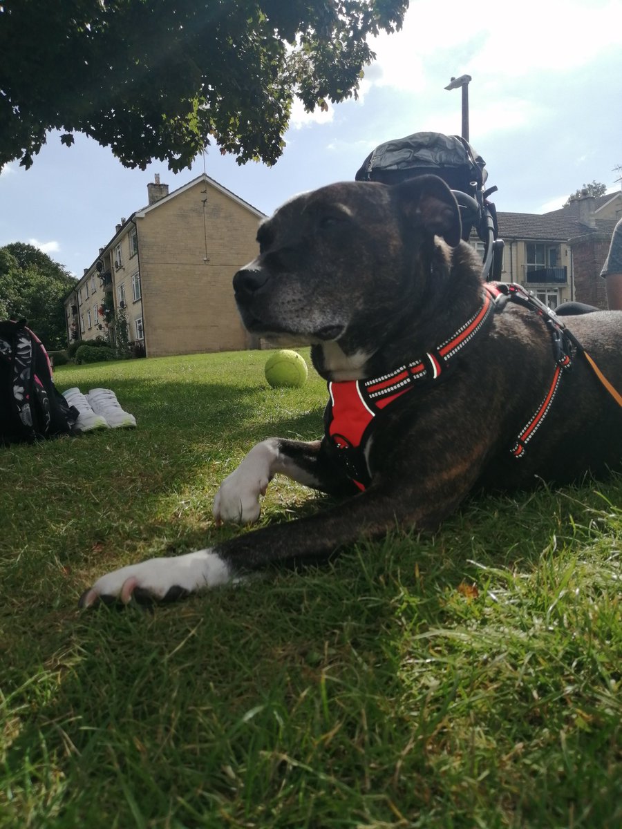 HarleyStaffy's tweet photo. Just sat here with my paws like this enjoying watching my brother playing #summer #dogsoftwitter #dontbullythebreed #staffy https://t.co/7jnFc1czen
