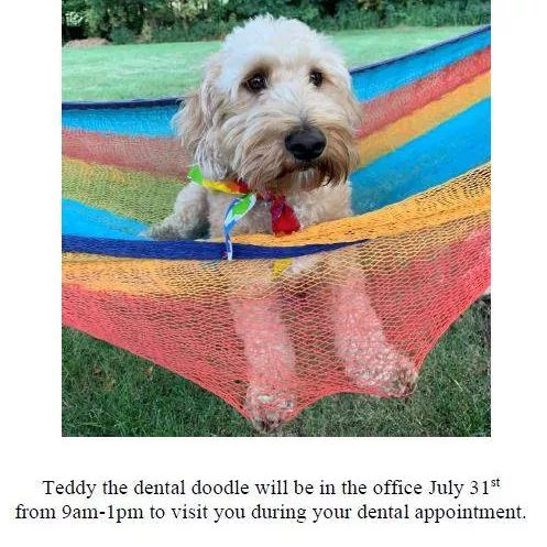 JarrellDentist's tweet photo. Teddy the Dental Doodle! https://t.co/ubiteQ5h20
