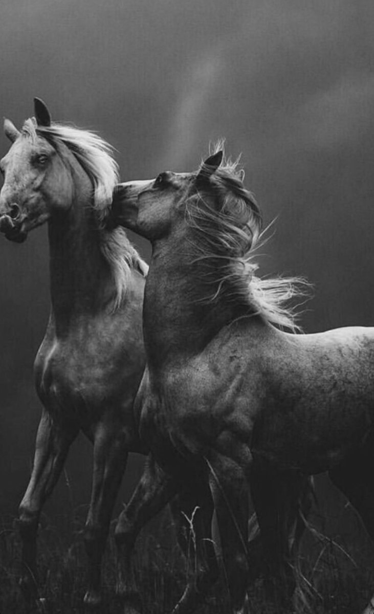 Alhnoof1987's tweet photo. شاركوني أجمل صور للخيول🐎 https://t.co/yhx3Dy9B8t